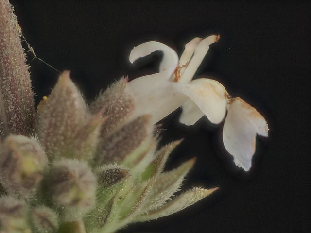 Salvia mellifera