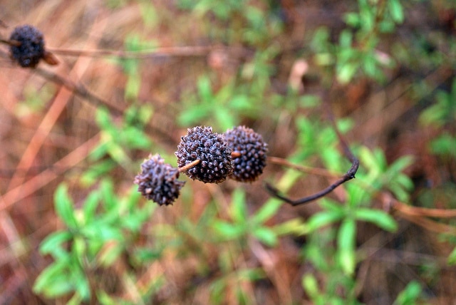 Salvia mellifera