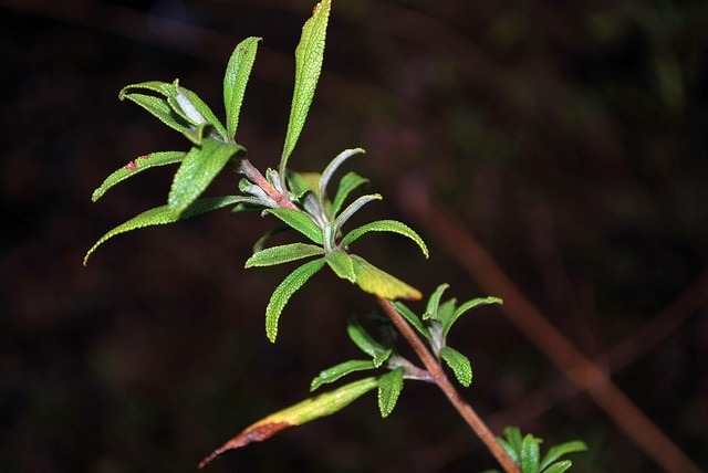 Salvia mellifera