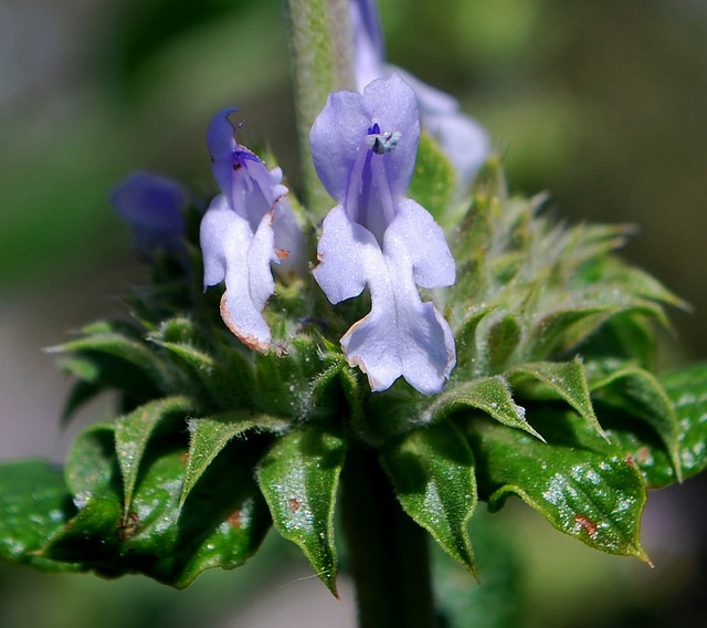 Salvia mellifera (Salvia mellifera)