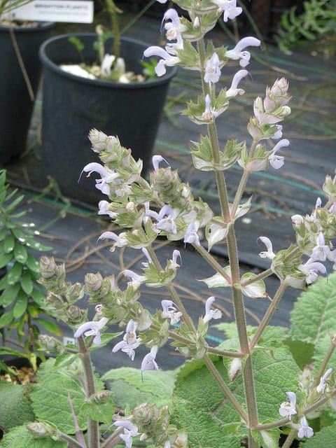 Salvia moorcroftiana