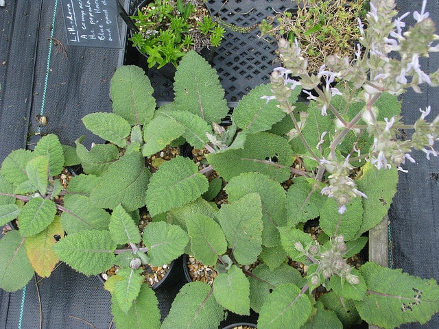Salvia moorcroftiana (Salvia moorcroftiana)