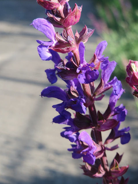 Sauge des bois (Salvia nemorosa)