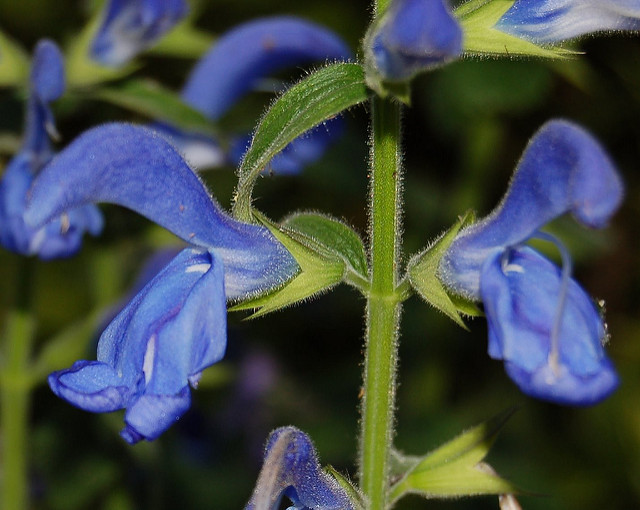 Sauge gentiane (Salvia patens)