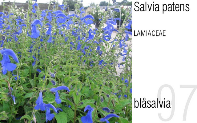 Sauge gentiane