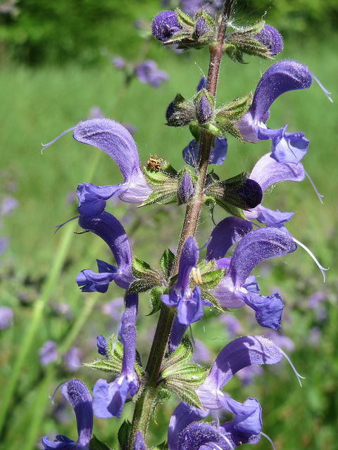 Sauge commune (Salvia pratensis)