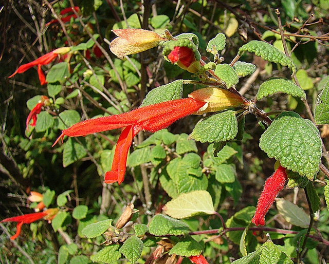Sauge rouge des montagnes