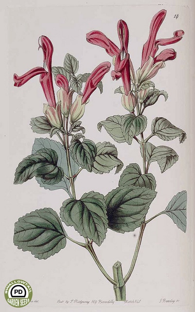 Sauge rouge des montagnes