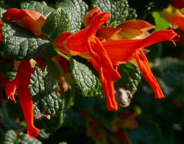 Sauge rouge des montagnes (Salvia regla)