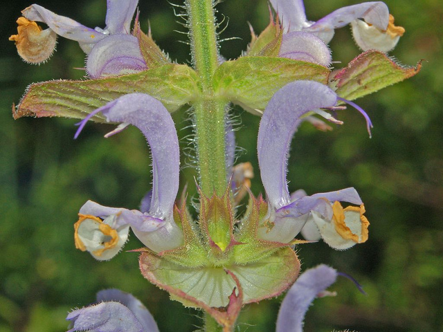 Sauge sclarée (Salvia sclarea)