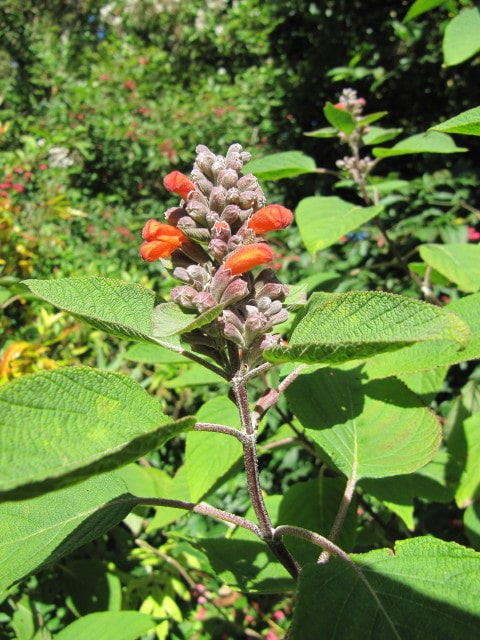 Salvia tomentosa (Salvia tomentosa)