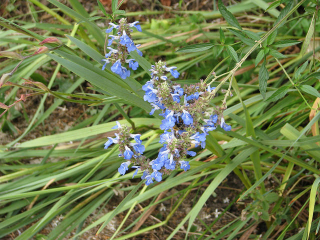 Sauge des marais (Salvia uliginosa)