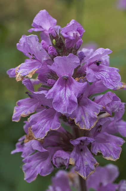 Sauge des marais