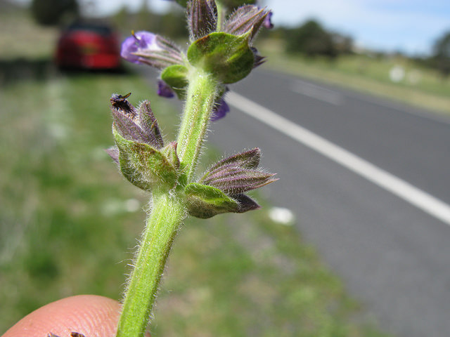Sauge à feuilles de verveine (Salvia verbenaca)