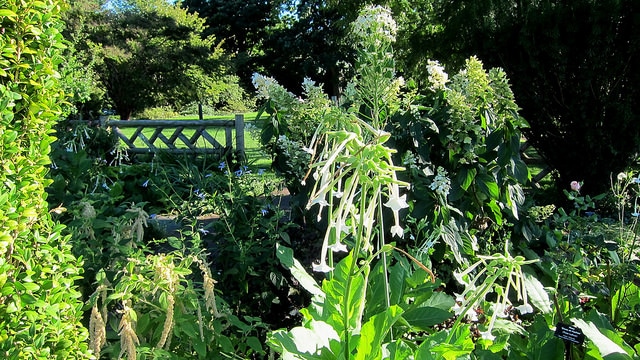 Sauge verte (Salvia viridis)