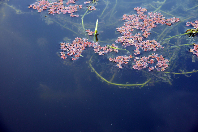 Salvinie nageante (Salvinia natans)