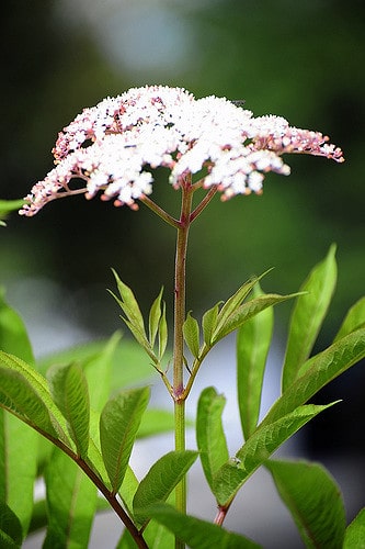 Sambucus adnata