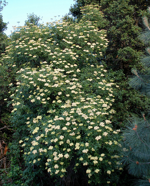 Sambucus caerulea