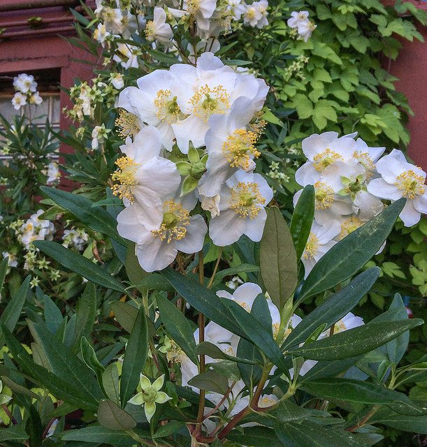 Sambucus caerulea