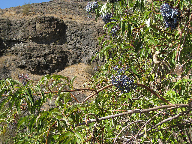 Sambucus caerulea