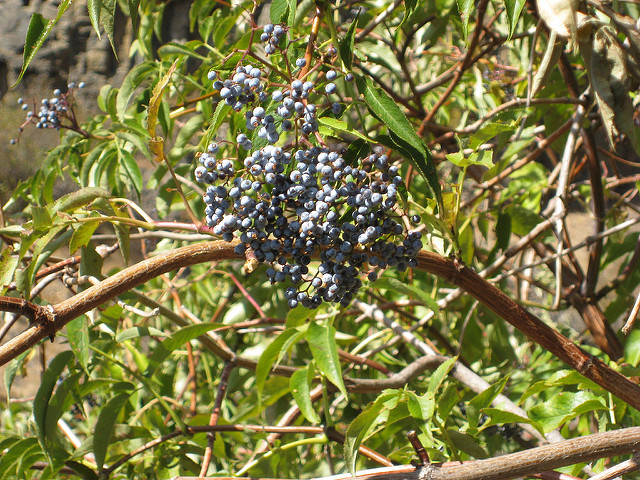 Sambucus caerulea