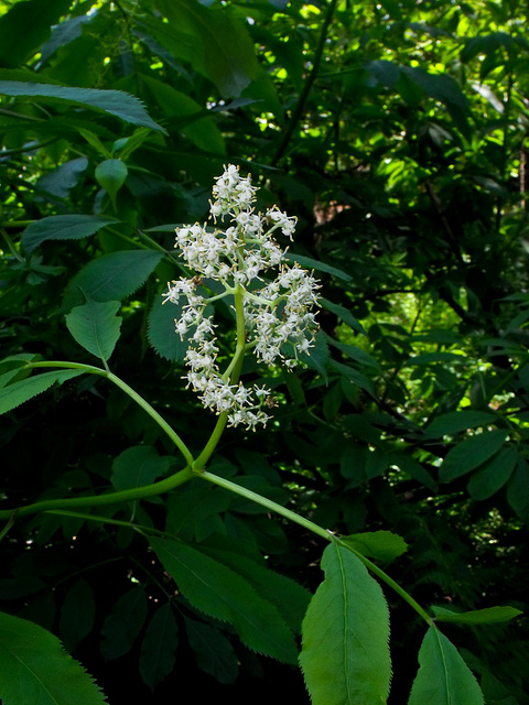 Sambucus caerulea