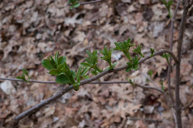 Sureau du canada (Sambucus canadensis)