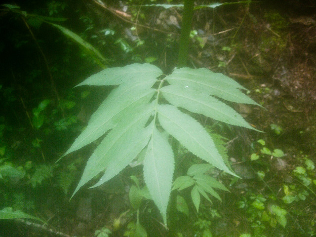 Sureau de chine