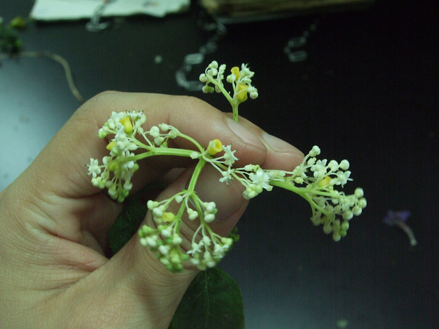 Sureau de chine (Sambucus chinensis)