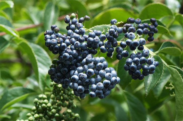 Sambucus mexicana