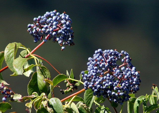 Sambucus mexicana