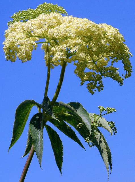 Sambucus mexicana