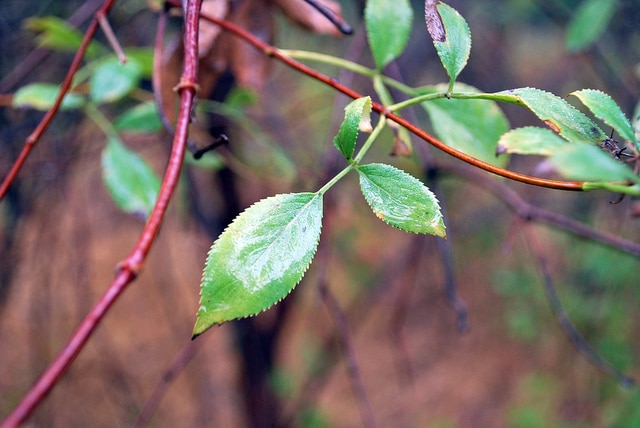 Sambucus mexicana