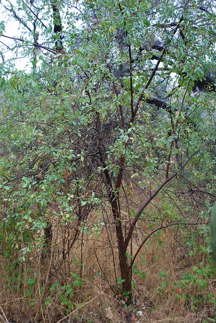 Sambucus mexicana