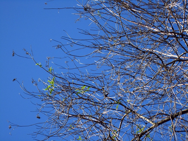 Sambucus mexicana (Sambucus mexicana)