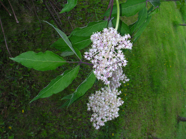 Sambucus pubens
