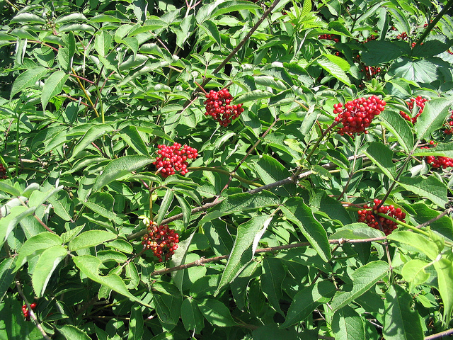 Sambucus pubens