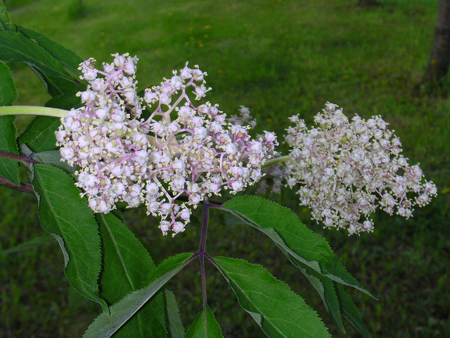 Sambucus pubens