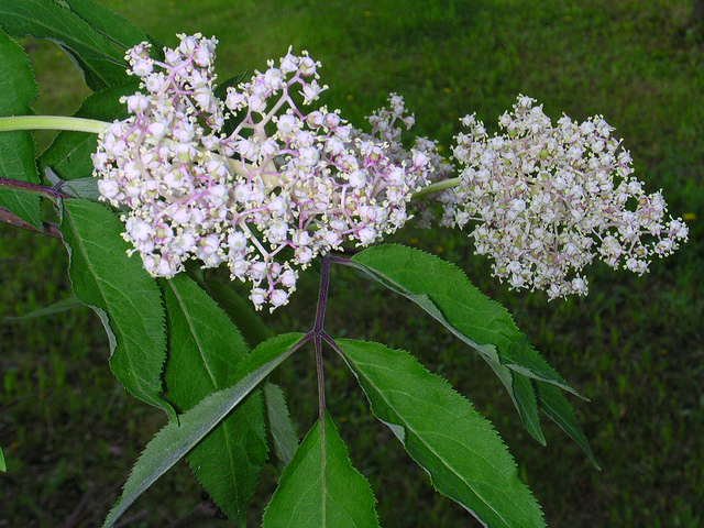 Sambucus pubens