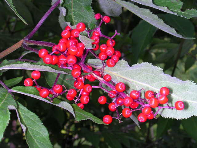 Sambucus pubens