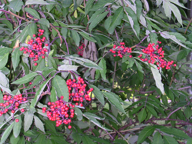 Sambucus pubens