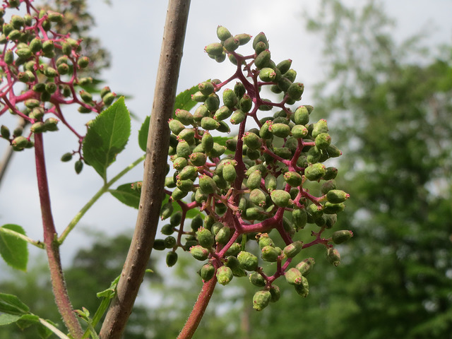 Sureau de montagne (Sambucus racemosa)