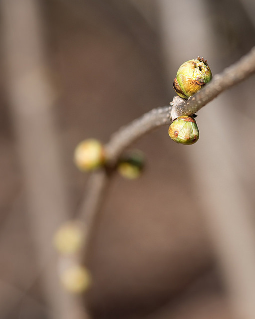 Sambucus sieboldiana