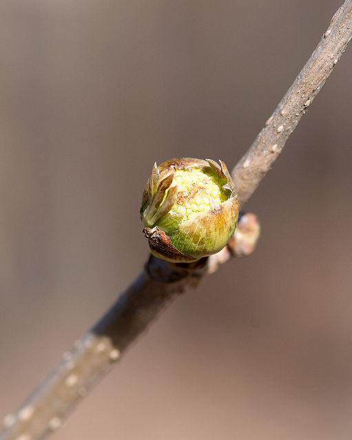Sambucus sieboldiana