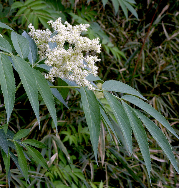 Sambucus sieboldiana