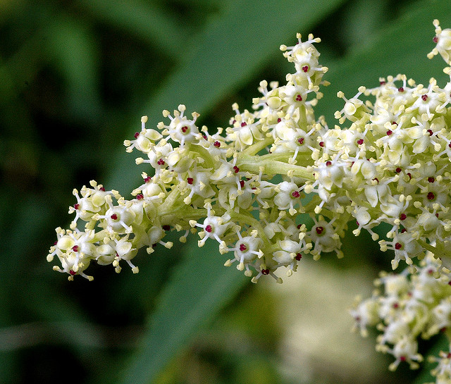 Sambucus sieboldiana (Sambucus sieboldiana)