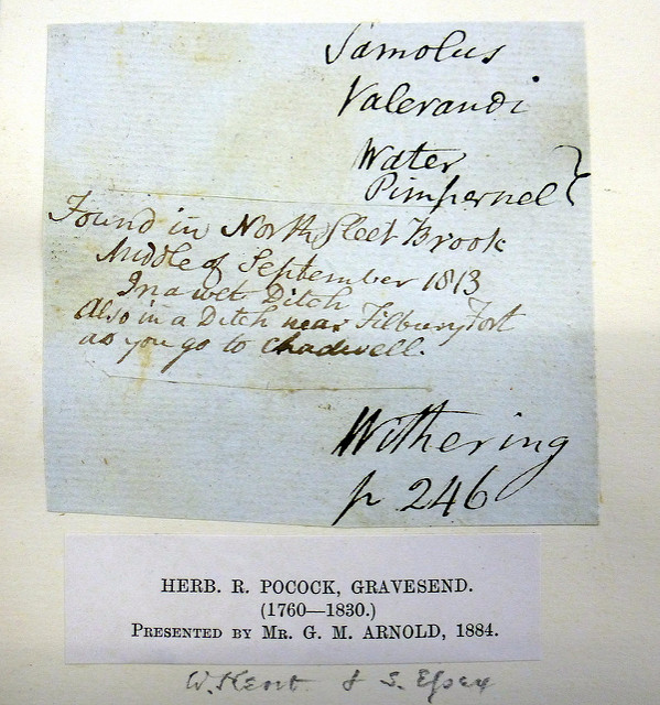Samolus valerandi