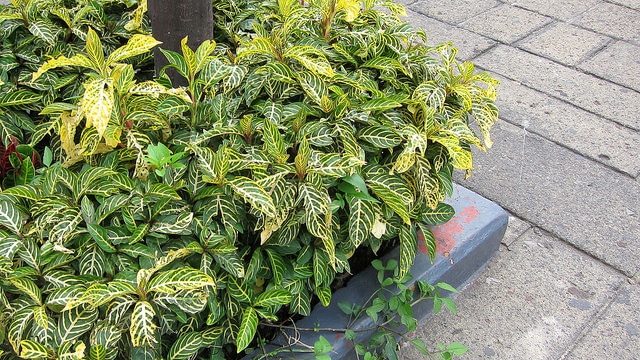 Sanchezia parvibracteata