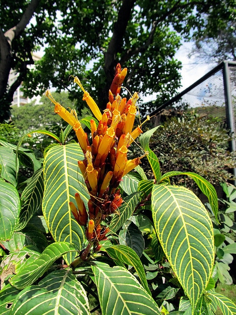 Sanchezia parvibracteata