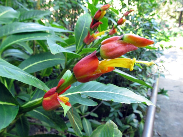 Sanchezia parvibracteata